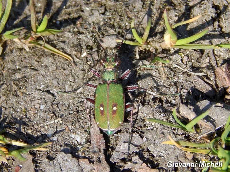 Cicindela campestris